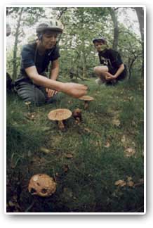 Fungus Survey