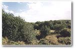 Scrub and grassland
